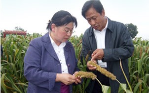 長治市常務副市長許霞在沁州黃基地調研