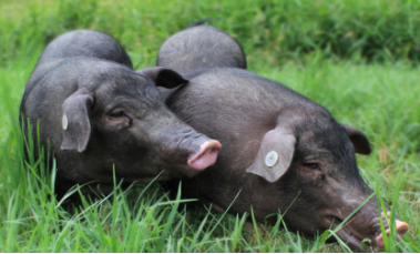 綠色養殖谷泰有機黑豬肉 引領飲食消費新時尚
