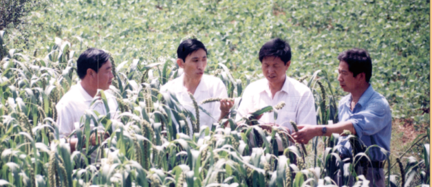 沁縣縣委常委農委主任李愛忠、政府副縣長張俊芳在沁州黃開發中心基地檢查谷子生長情況